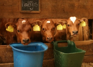 boerderijfotos